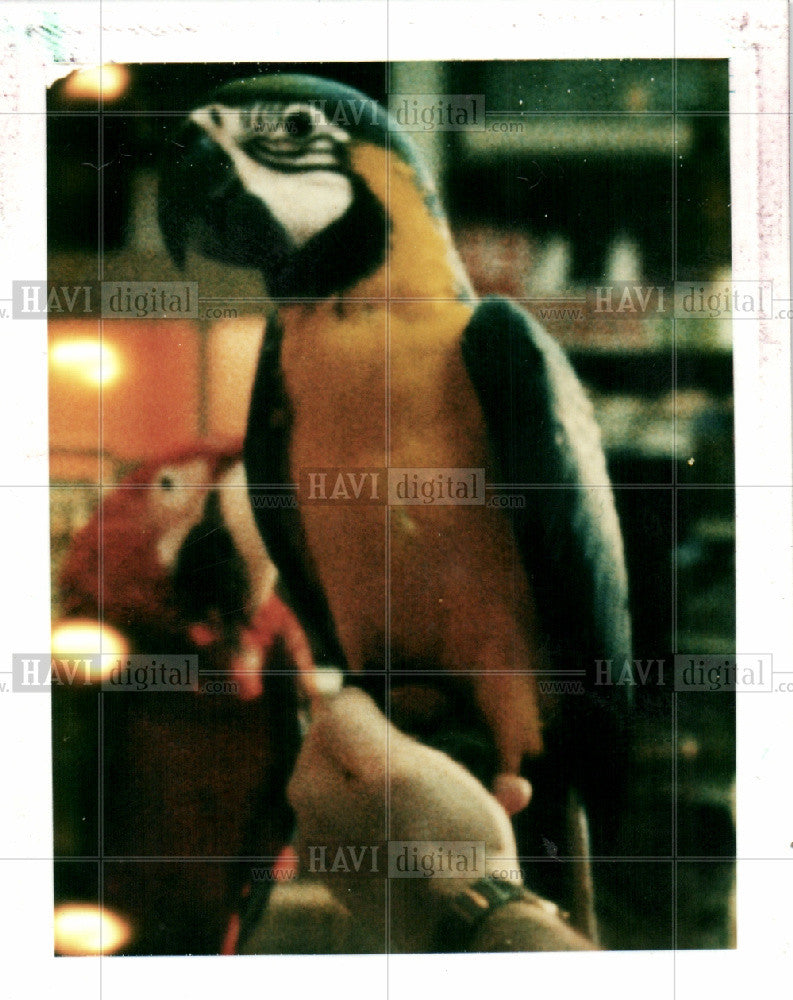 1985 Press Photo Bird Pedro the Macaw - Historic Images