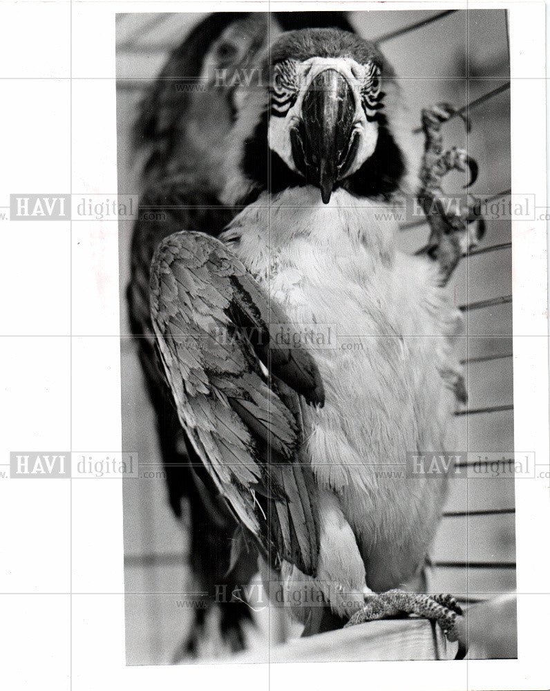 1985 Press Photo macaw  illegal trapping - Historic Images