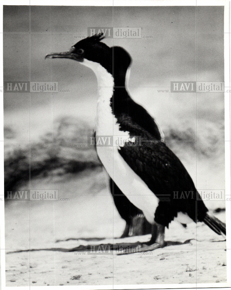 1978 Press Photo BIRD KING CORMORANT - Historic Images