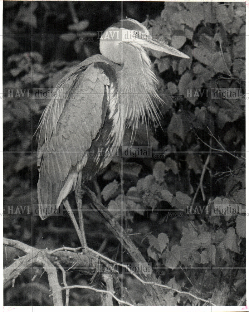 1983 Press Photo The Great Blue Heron - Historic Images