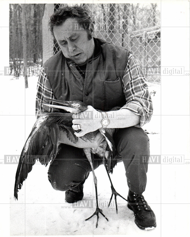 1979 Press Photo Wolfgang Mattes Great Blue Heron Wing - Historic Images