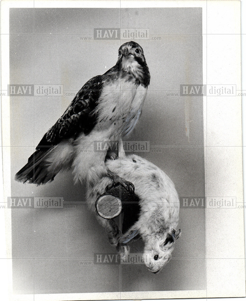 1979 Press Photo falcons of the Accipitridae family - Historic Images