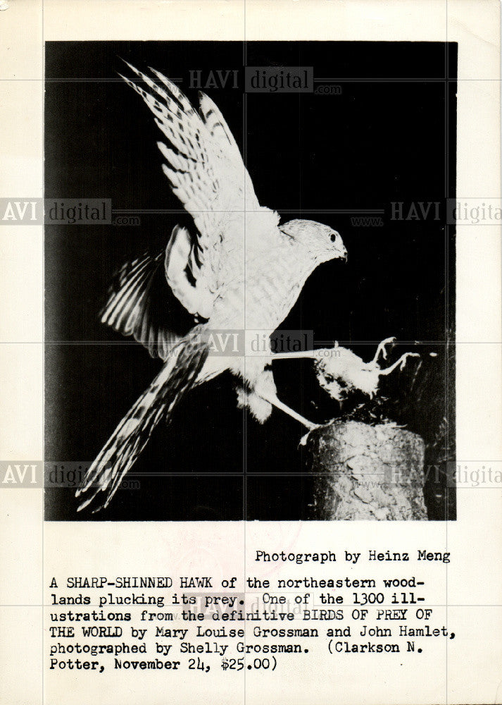 1965 Press Photo Bird Sharp-Shinned Hawk Woodlands - Historic Images