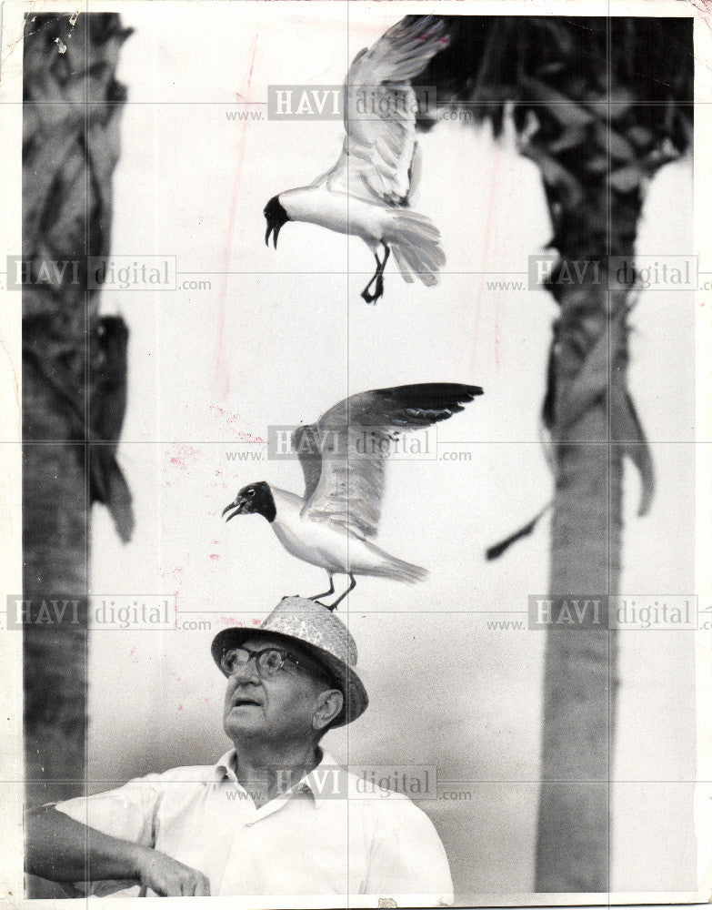 1967 Press Photo Al Burcklee birds gulls senior - Historic Images