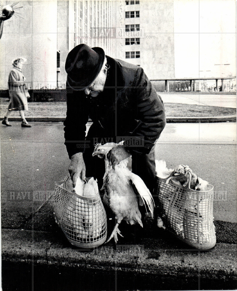 1975 Press Photo Chicken - Historic Images