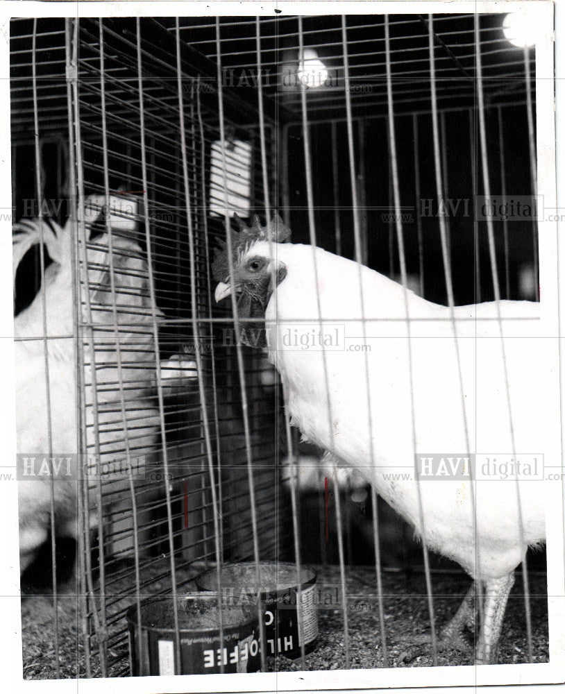1980 Press Photo Chickens 2000 BC - Historic Images