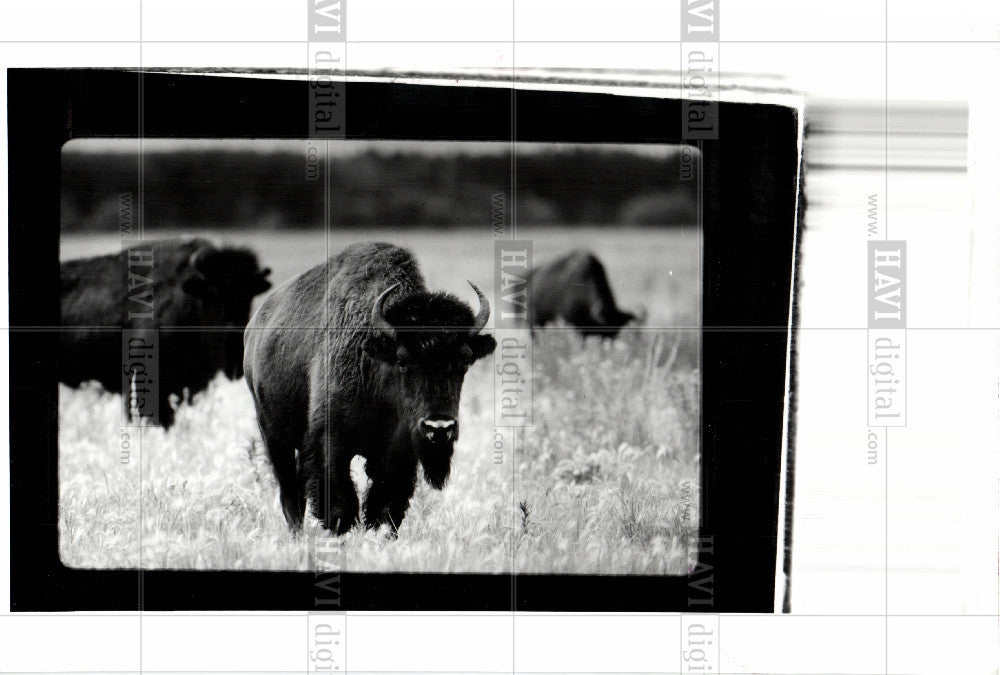 1991 Press Photo Buffalo Animal - Historic Images