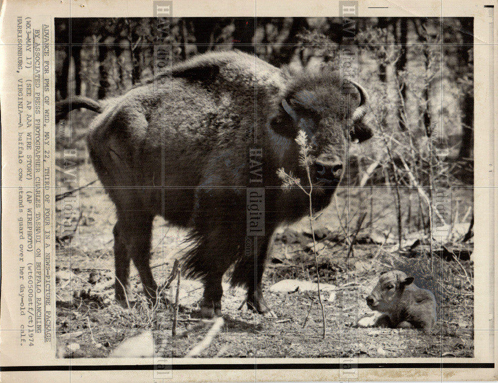 1974 Press Photo Buffalo - Historic Images