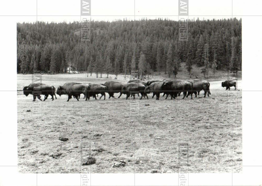 Press Photo Buffalo Herd - Historic Images