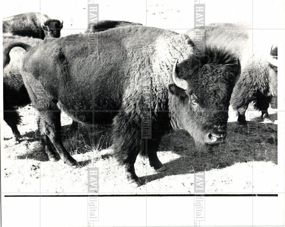 1982 Press Photo Gene Linnebur&#39;s herd - Historic Images