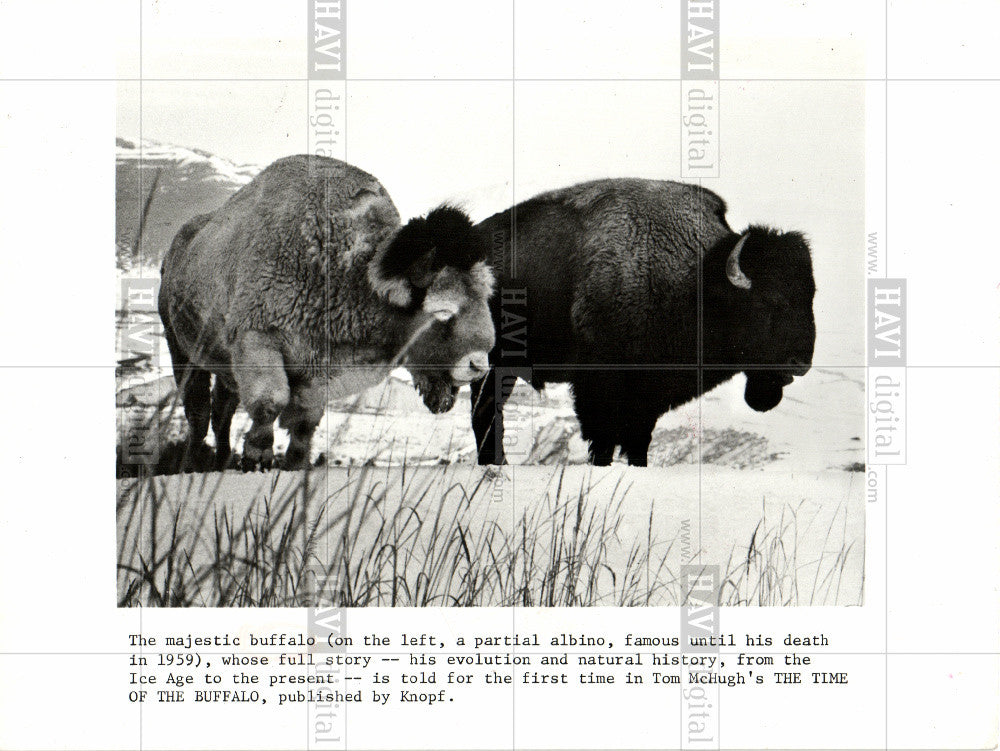 Press Photo Albino buffalo - Historic Images