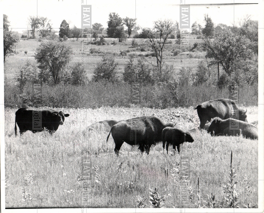1987 Press Photo buffalo multipurpose - Historic Images