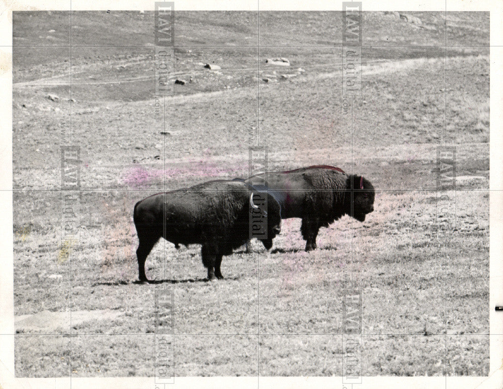 1974 Press Photo Buffalo Animal - Historic Images