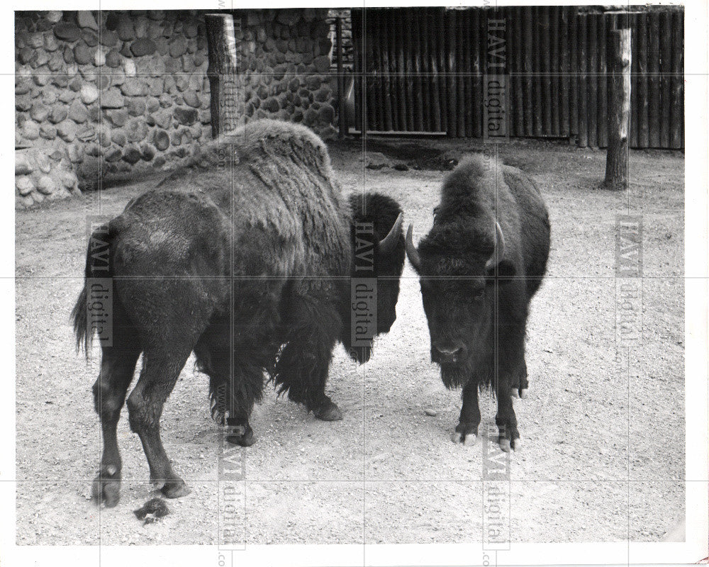 1963 Press Photo bufallo bison grans animals zoo horns - Historic Images