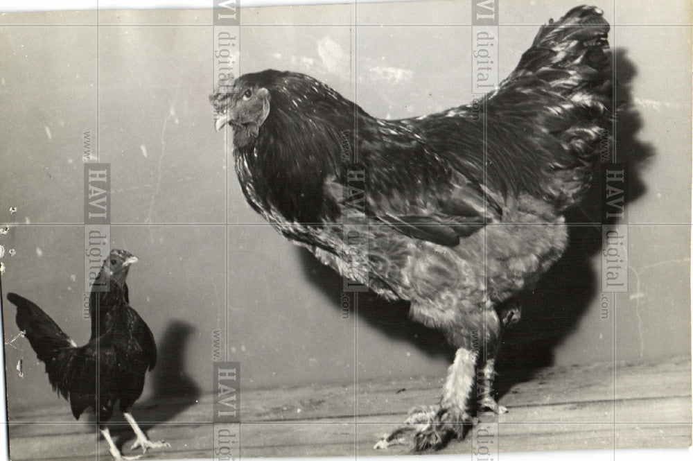 1951 Press Photo Madison Square Garden, cocks, show - Historic Images