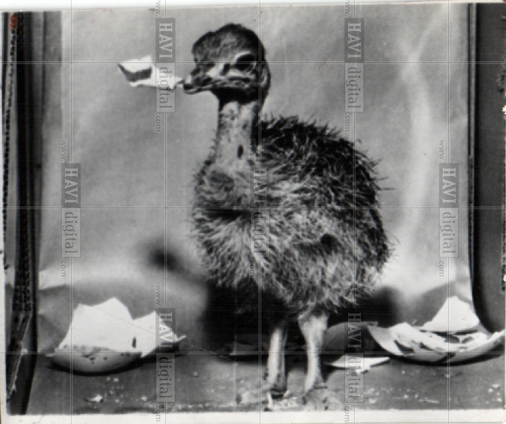 Press Photo chicken, egg, chick - Historic Images