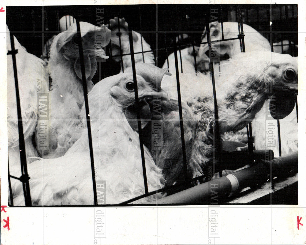 1978 Press Photo domesticated fowl - Historic Images