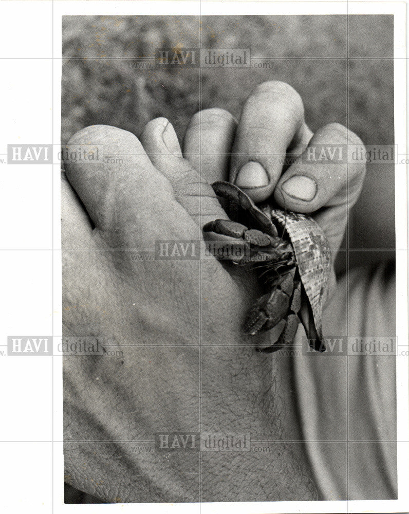 1977 Press Photo Crab - Historic Images