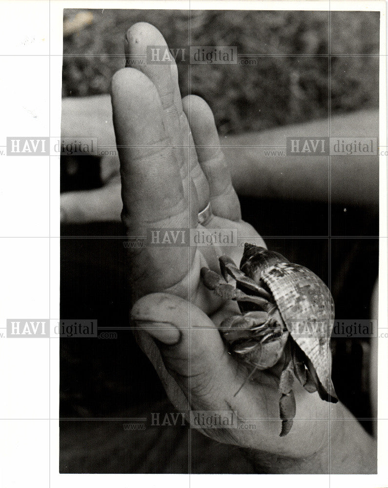 1977 Press Photo Hermit Mexico Philippines shells - Historic Images