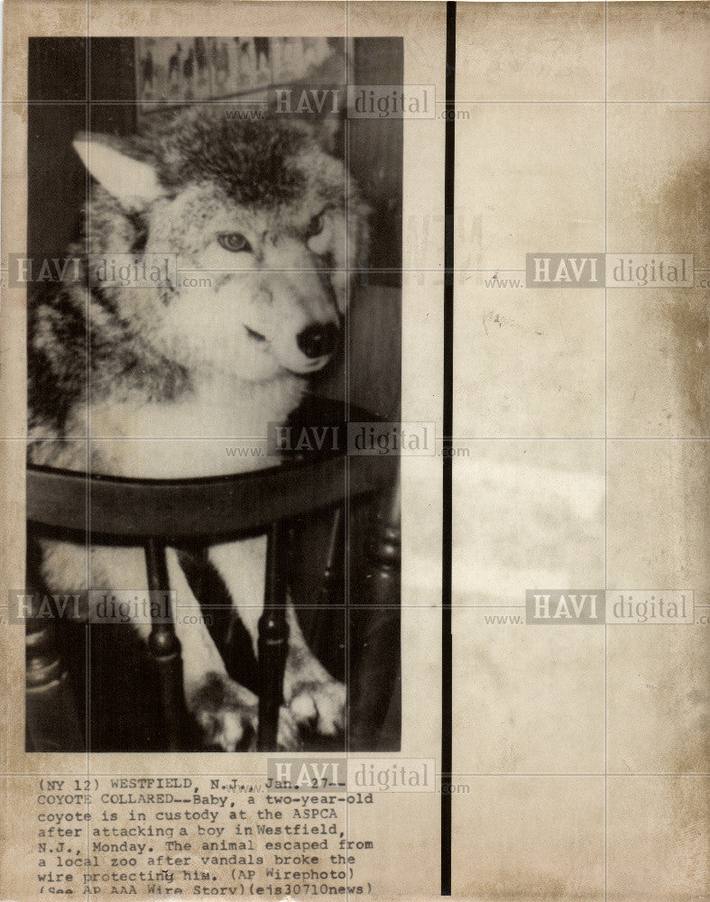 1976 Press Photo Baby Coyote Westfield Zoo ASPCA Attack - Historic Images