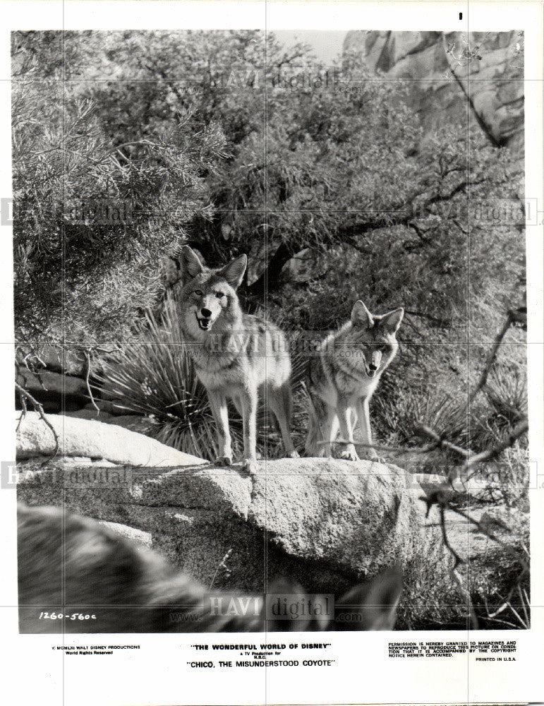 1976 Press Photo coyote  American jackal - Historic Images