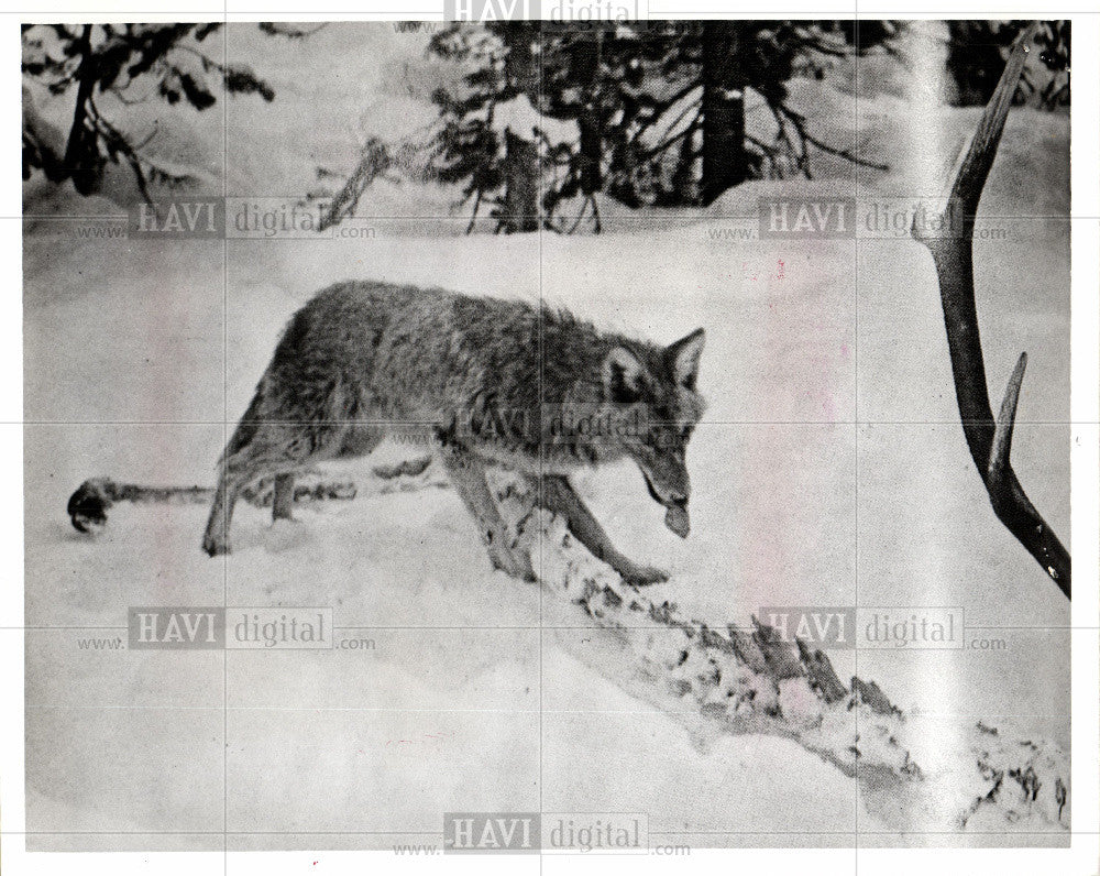 1976 Press Photo Coyote - Historic Images