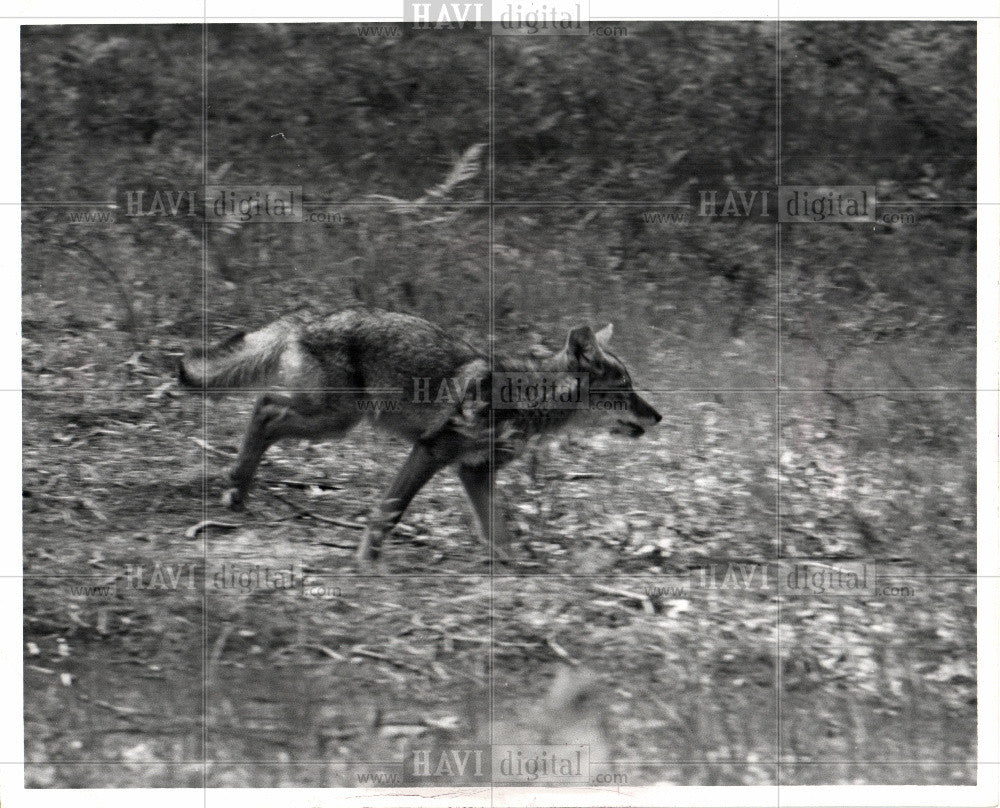1978 Press Photo American jackal - Historic Images