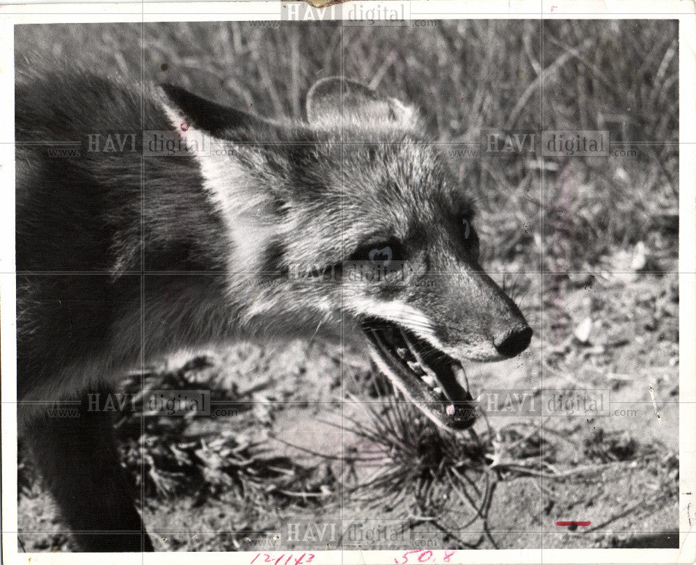 1972 Press Photo Coyote Pest Bounty - Historic Images