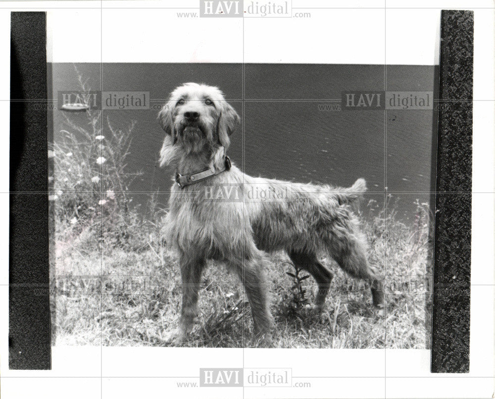1978 Press Photo Uplander Dog allure scarcity - Historic Images