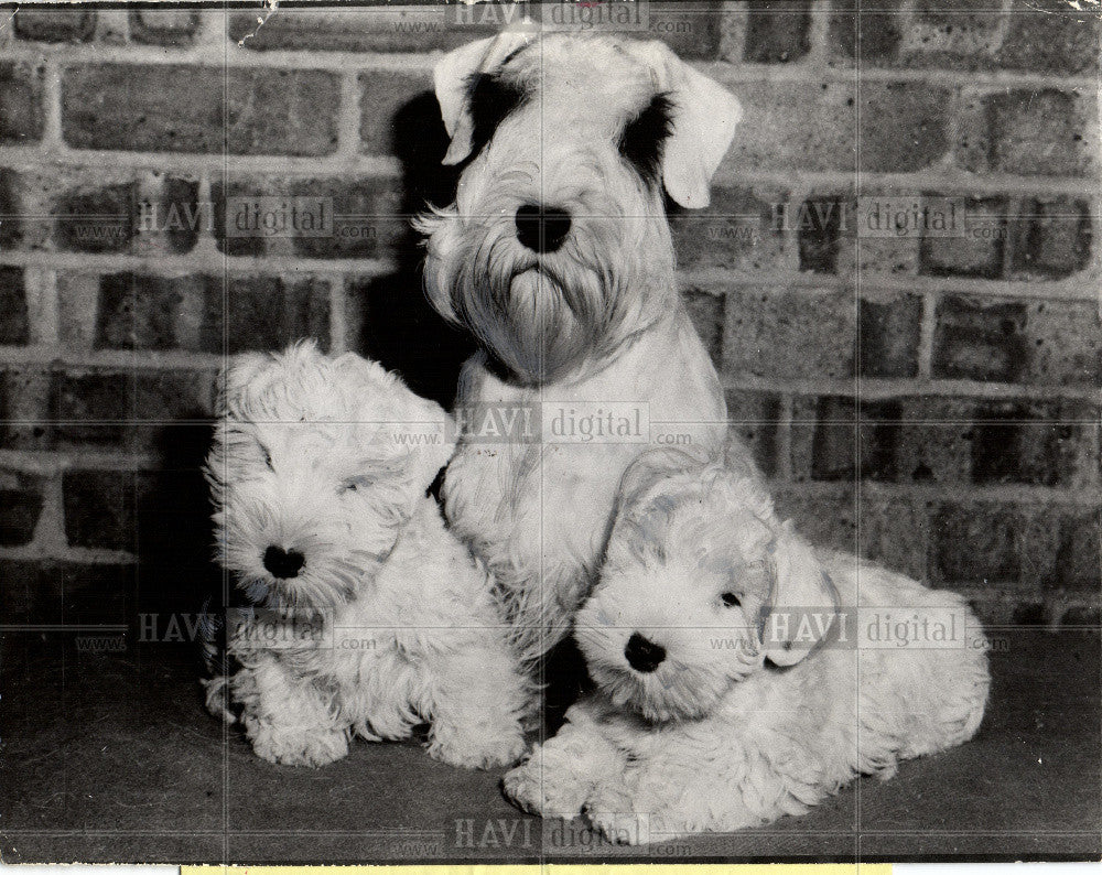 1966 Press Photo terriers  guard dogs - Historic Images