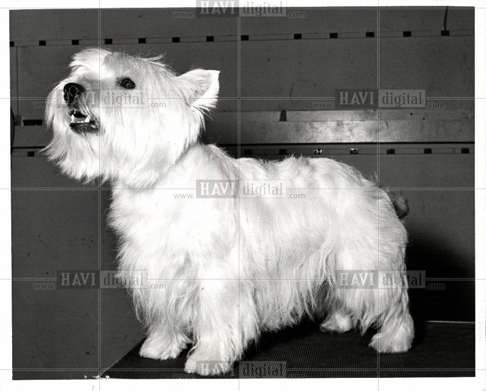 1969 Press Photo West Highland White Terrier dog show - Historic Images