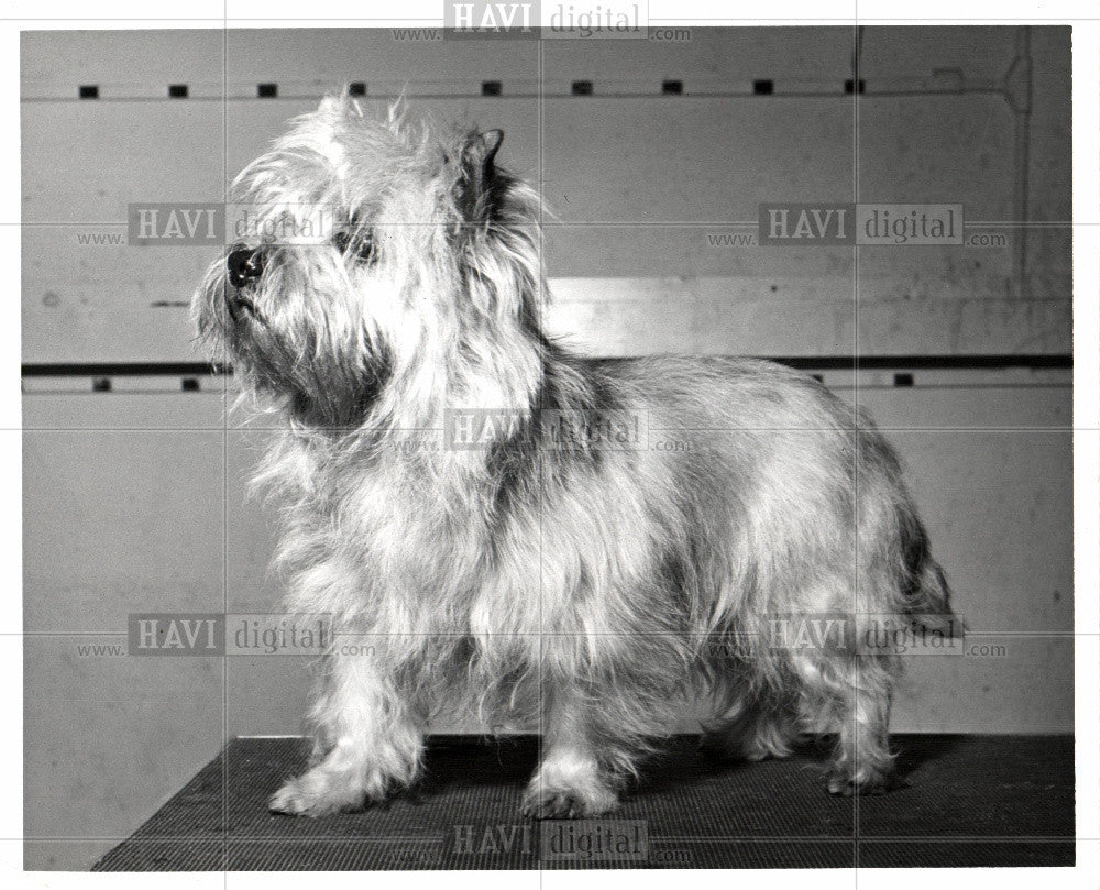 1969 Press Photo domesticated form of the gray wolf, - Historic Images