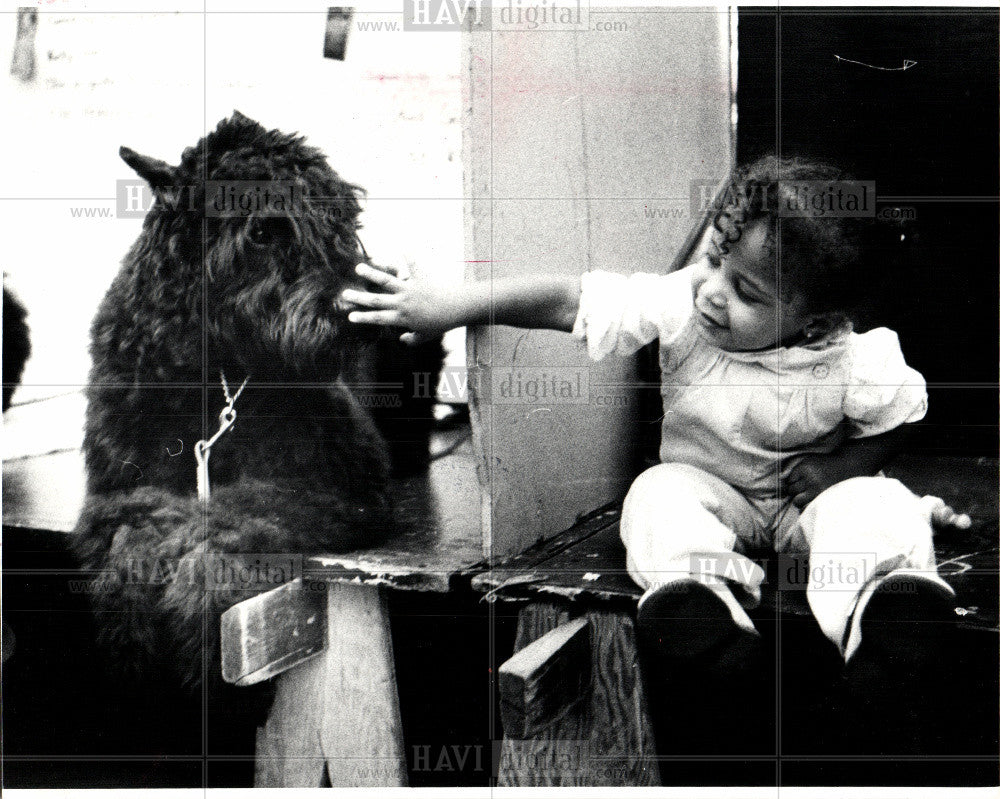 1983 Press Photo Dog show - Historic Images