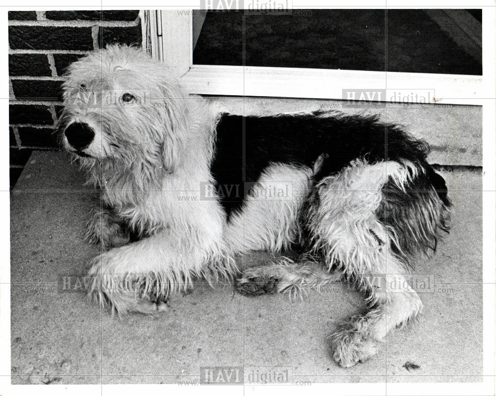 1980 Press Photo Shamus - Historic Images