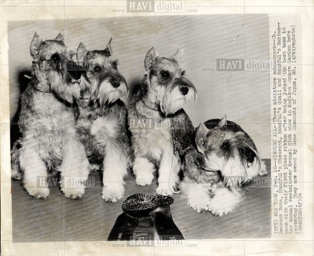 1954 Press Photo Miniature schnauzer, Westminster - Historic Images