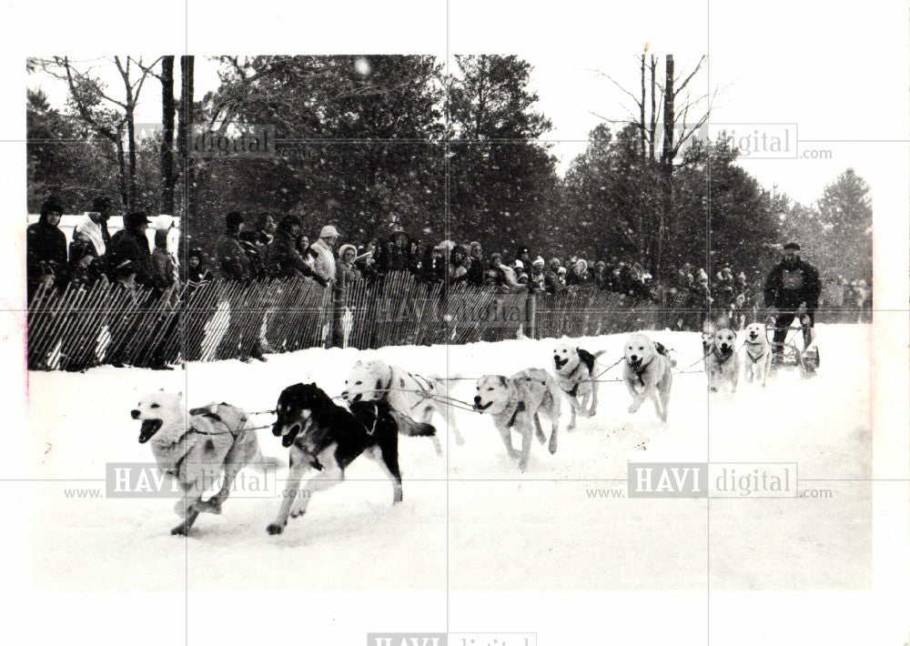 1977 Press Photo Sled Dog Racing - Historic Images