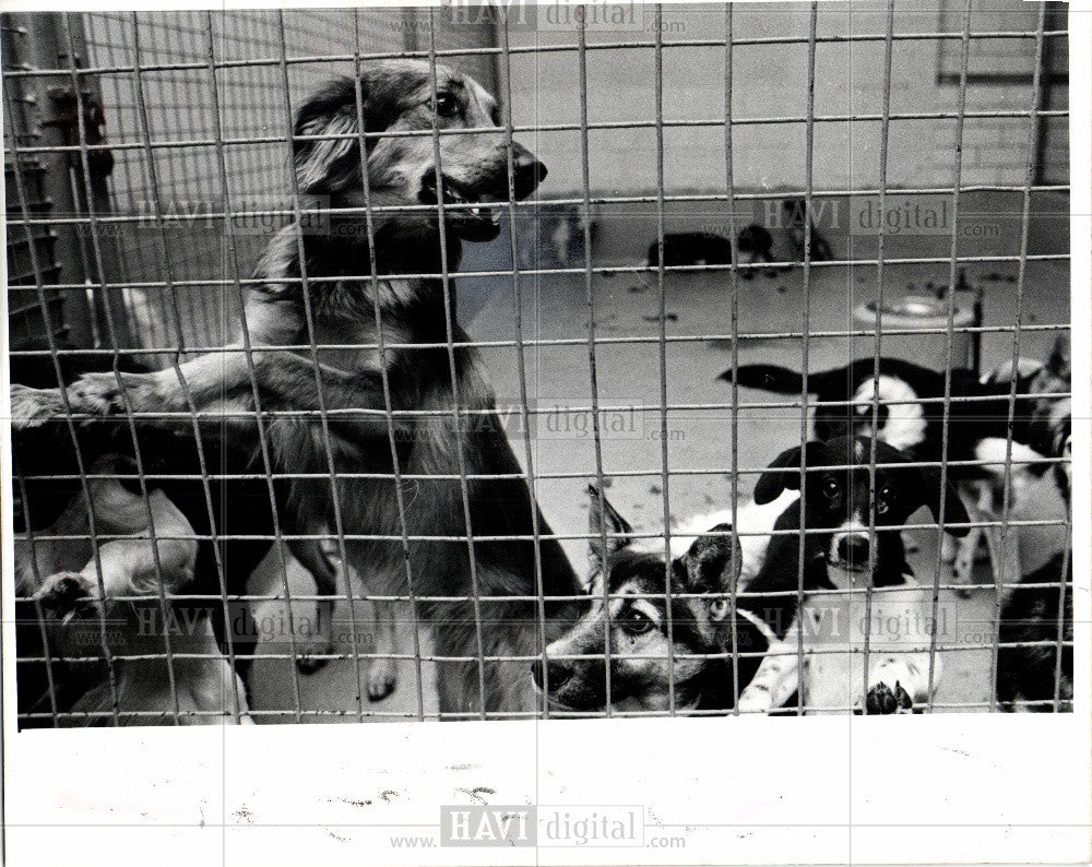 1976 Press Photo Detroit Animal Control Cener - Historic Images