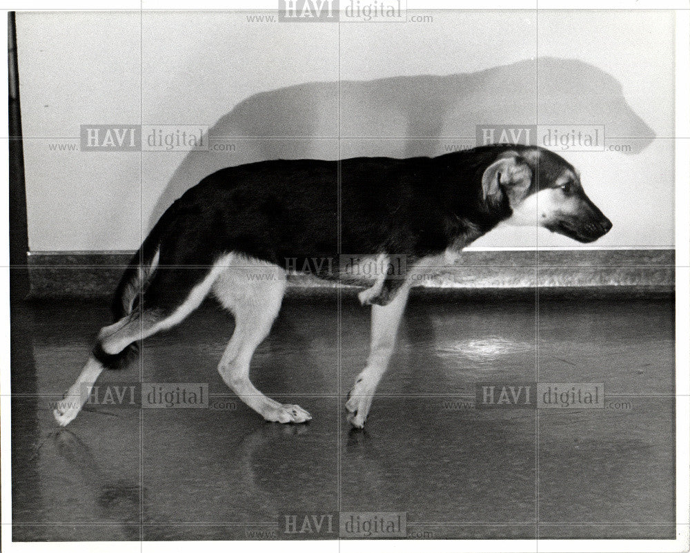 1979 Press Photo mixed-breed dog - Historic Images