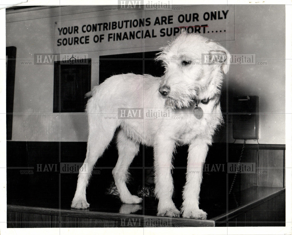 1971 Press Photo Dog - Mixed Breed - Historic Images