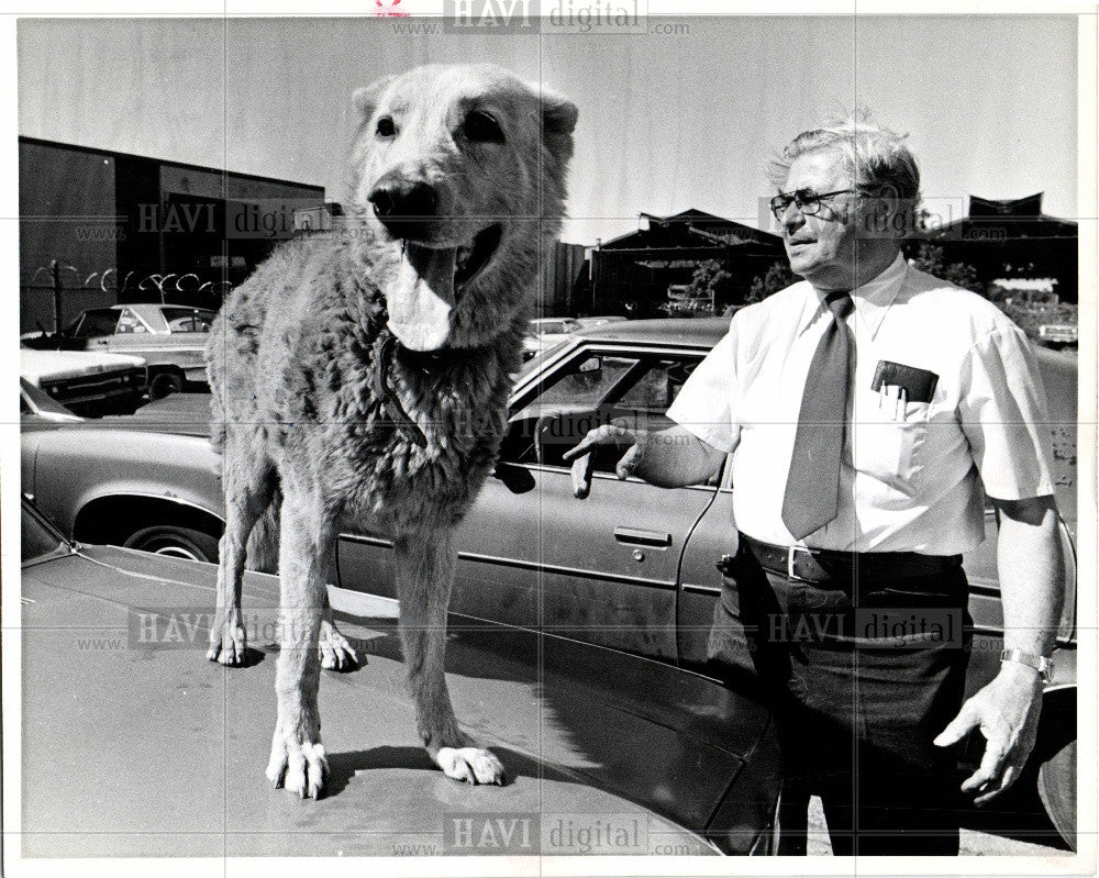 1978 Press Photo Dog - Mixed Breed - Historic Images