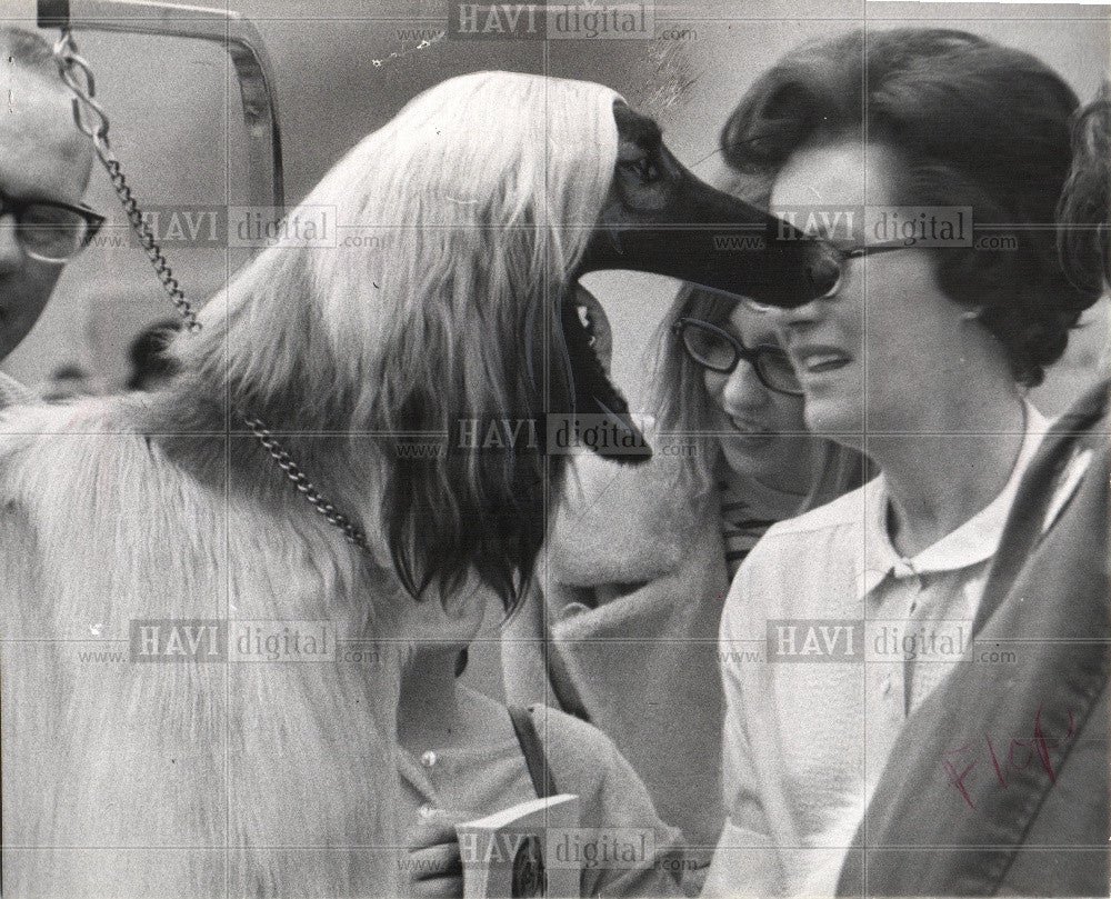 1970 Press Photo Detroit Kennel Club All-Breed dog show - Historic Images