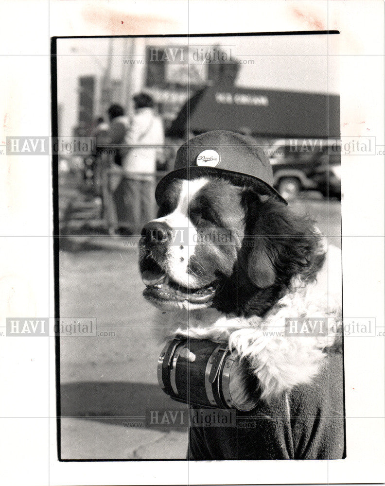 1989 Press Photo Dog-St. Bernard - Historic Images