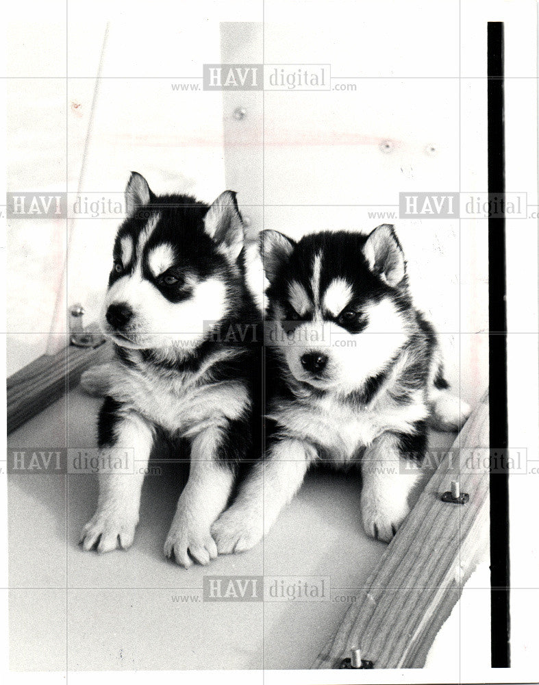 1983 Press Photo Dog Siberian Huskey 4-week-old Puppy - Historic Images