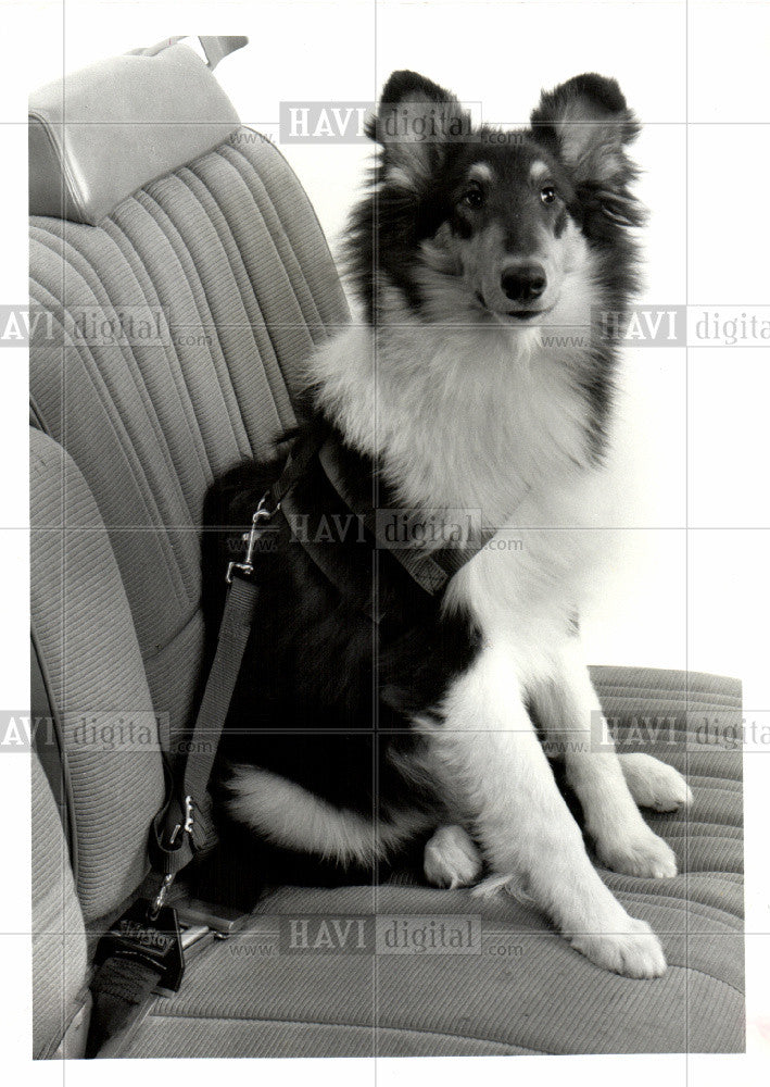 1987 Press Photo Dog car seatbelt - Historic Images