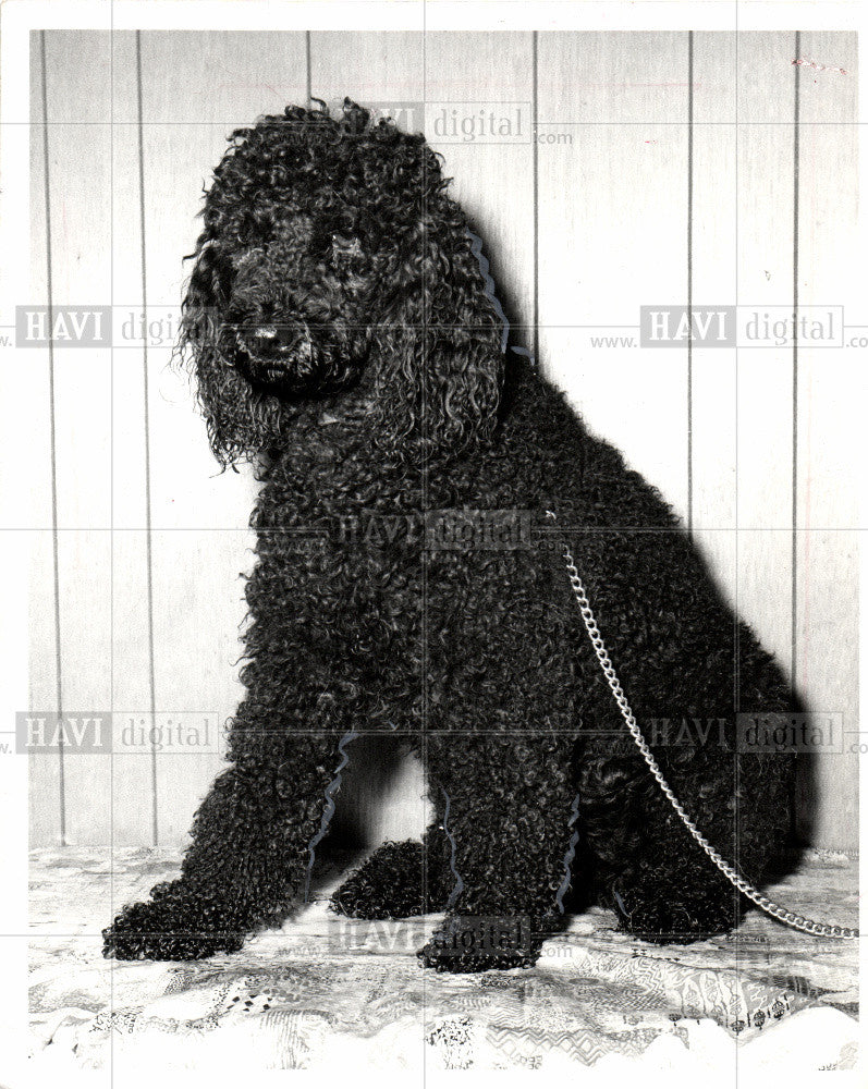 1970 Press Photo Cora Lee black standard poodle - Historic Images