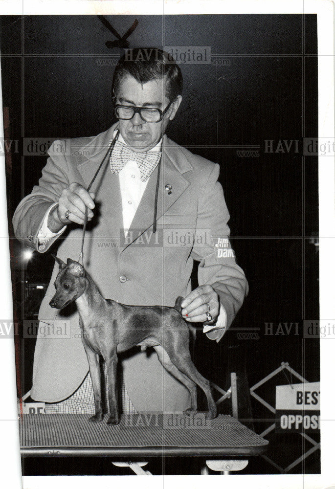 1981 Press Photo Miniature Pinscher Small Breed Dog - Historic Images