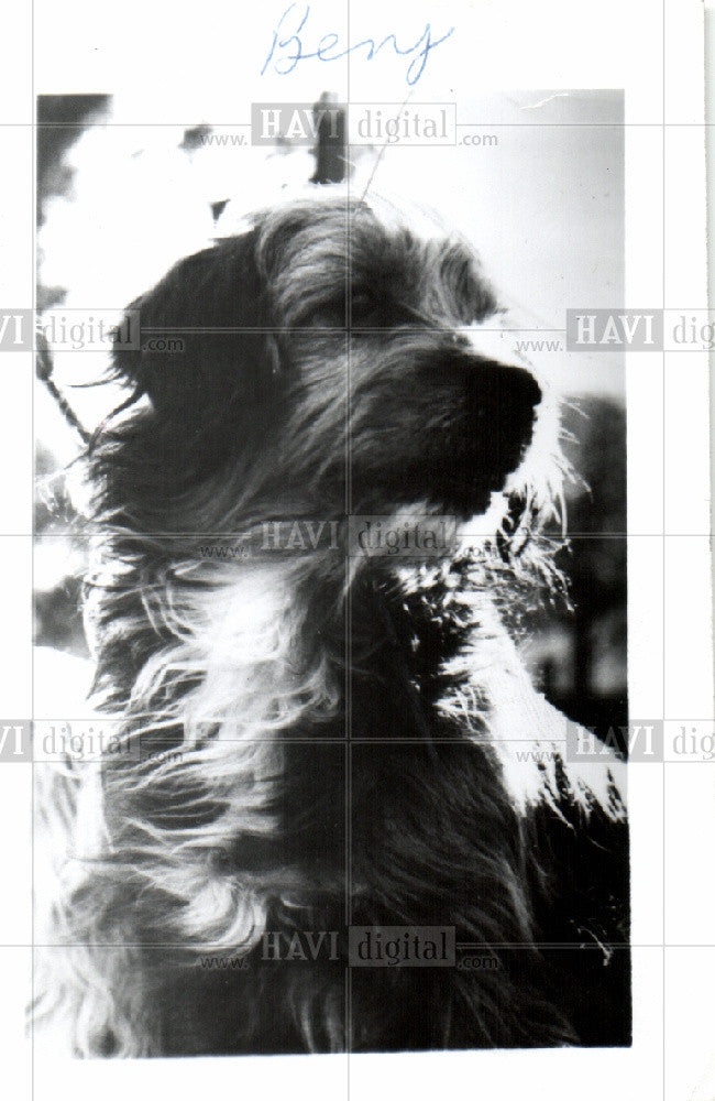 1981 Press Photo Dog performing - Historic Images