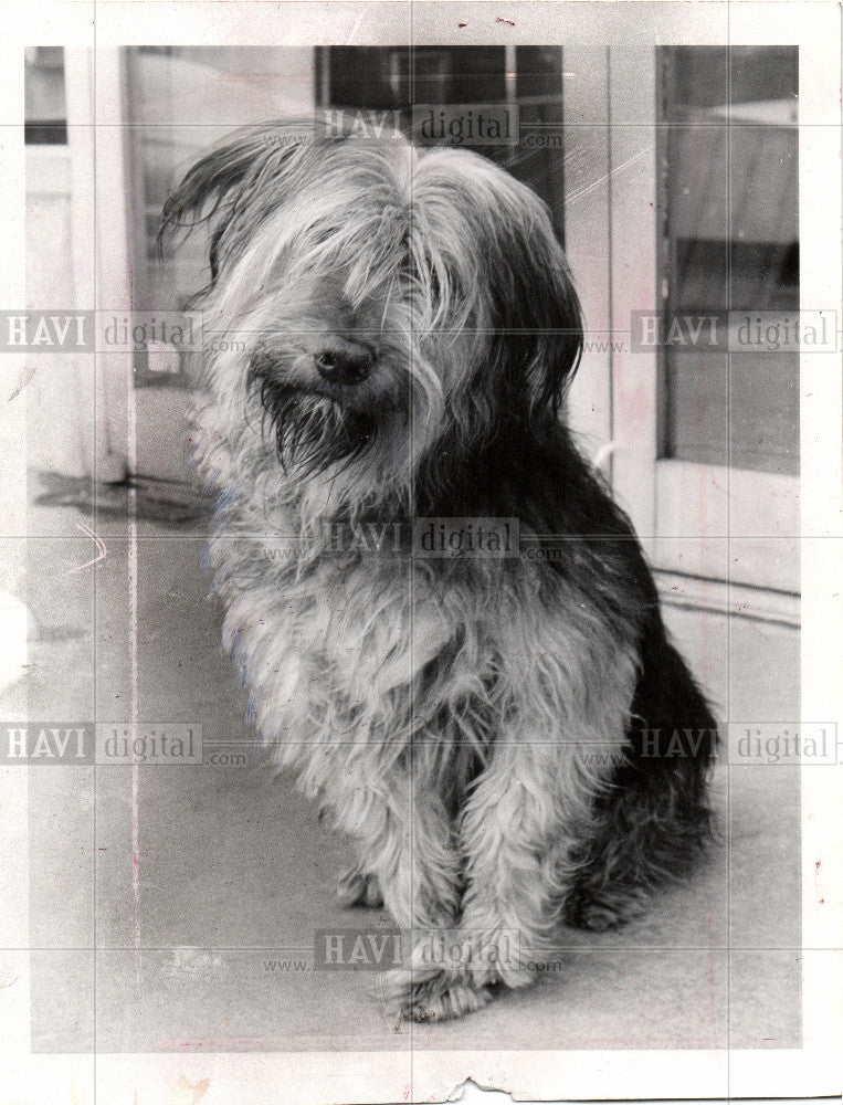 1977 Press Photo mixed breed dog best family pet - Historic Images