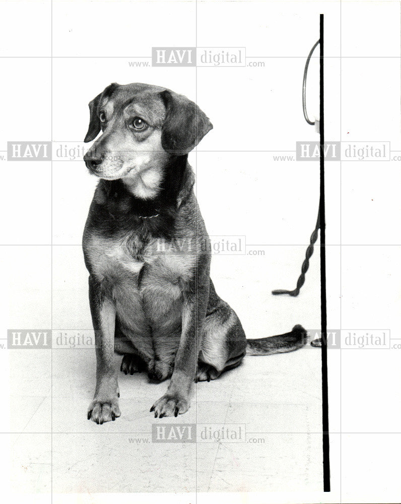 1986 Press Photo A mixed-breed dog is a dog - Historic Images