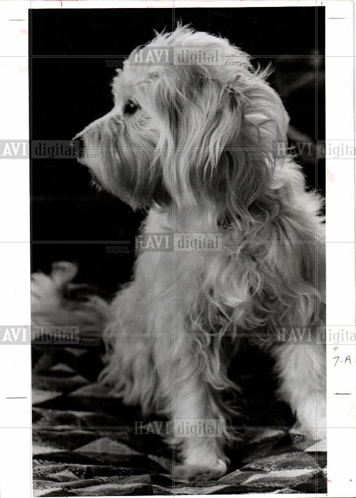 1978 Press Photo Dogs - Historic Images